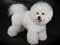 Bichon Frise