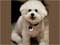 Bichon Frise