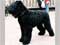 Black Russian Terrier