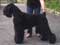 Black Russian Terrier