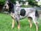 Bluetick Coonhound