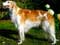 Borzoi