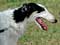 Borzoi