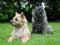 Cairn Terrier