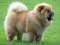 Chow Chow