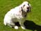 Clumber Spaniel