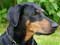 Doberman Pinscher