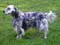 English Setter