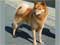 Finnish Spitz