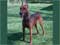 German Pinscher