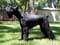 Giant Schnauzer