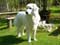 Great Pyrenees