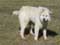 Great Pyrenees