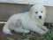 Great Pyrenees