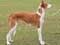 Ibizan Hound