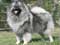 Keeshond