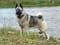 Norwegian Elkhound