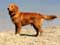 Nova Scotia Duck Tolling Retriever