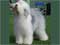 Old English Sheepdog