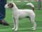 Parson Russell Terrier