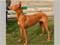 Pharaoh Hound