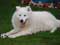 Samoyed