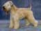 Soft Coated Wheaten Terrier