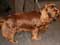 Sussex Spaniel