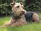 Welsh Terrier