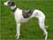 Whippet