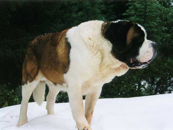 Saint Bernard