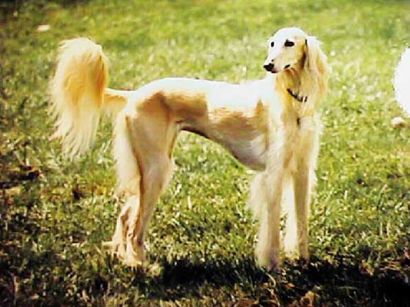 Saluki