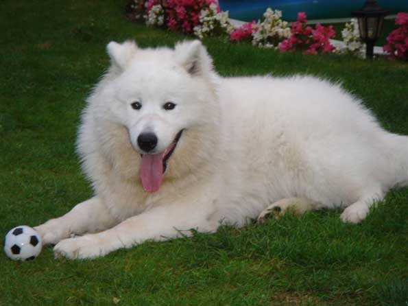 Samoyed