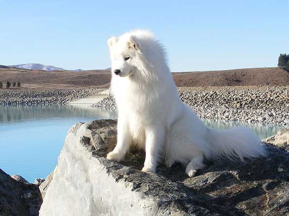 Samoyed