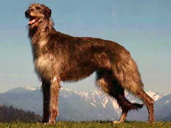 Scottish Deerhound