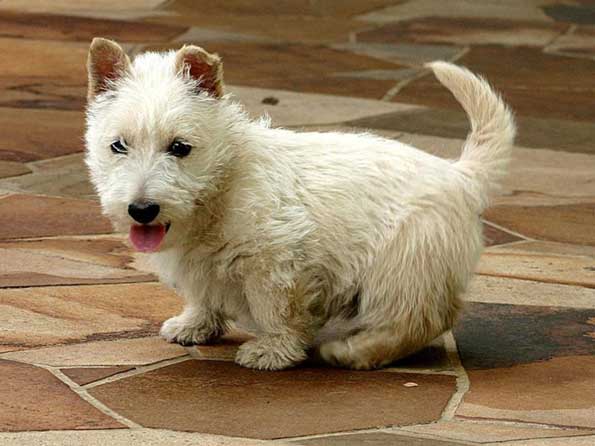 Scottish Terrier