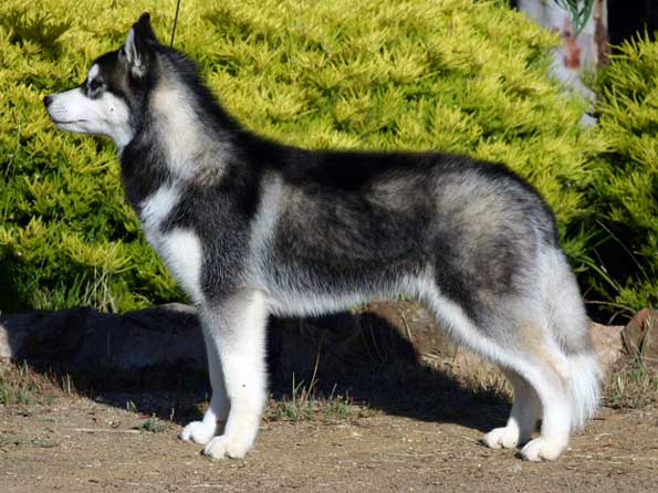 Siberian Husky