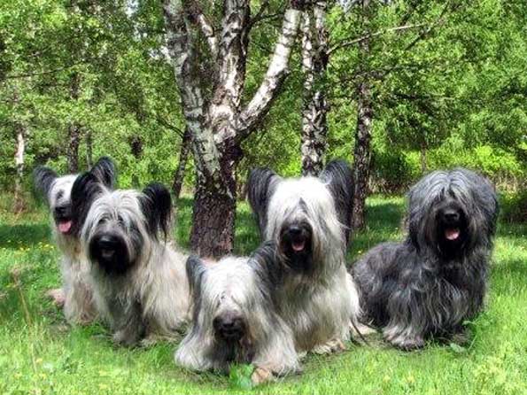 Skye Terrier