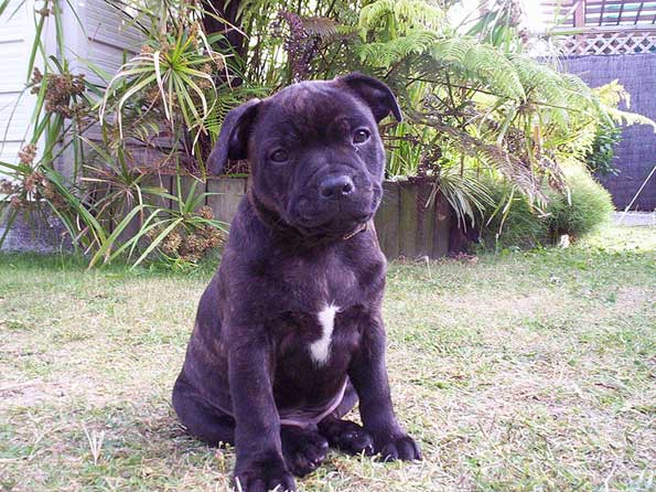 Staffordshire Bull Terrier