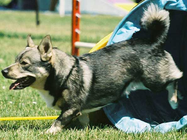 Swedish Vallhund