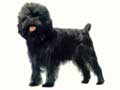 affenpinscher-107.jpg