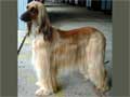 Afghan Hound