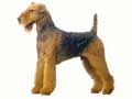 Airedale Terrier