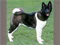 akita-256.jpg