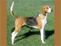 american-foxhound-258.jpg