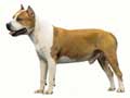 american-staffordshire-terrier-259.jpg