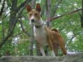 basenji-106.jpg