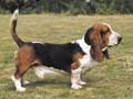 basset-hound-217.jpg