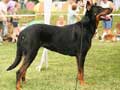 Beauceron