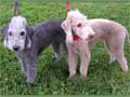 Bedlington Terrier